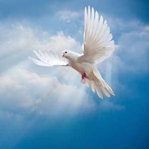 Meet your Posher, George